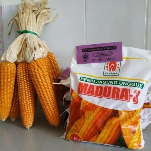 Bibit Jagung Madura - 3