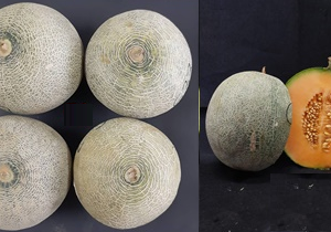 Melon Marlena - 2